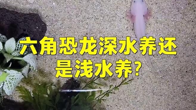 養六角恐龍魚可以用自來水嗎