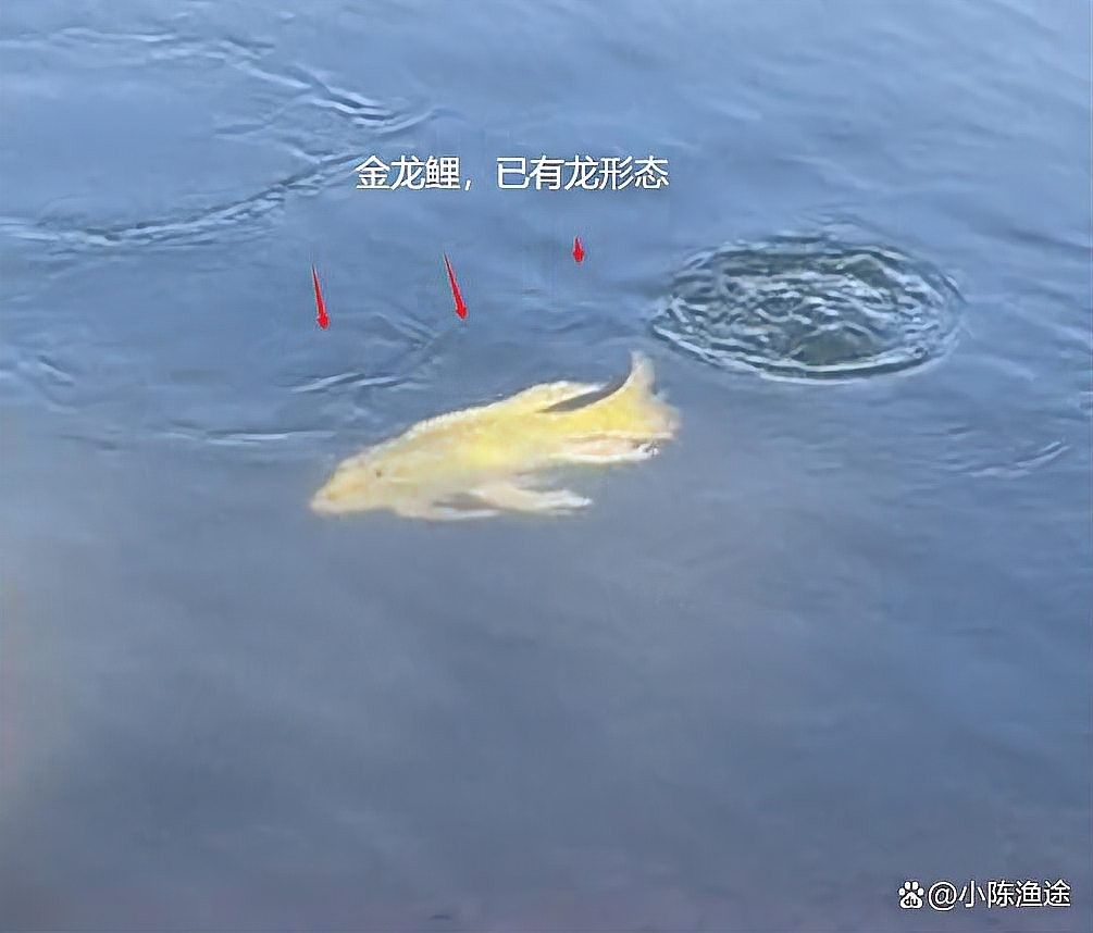 龍魚是錦鯉嗎