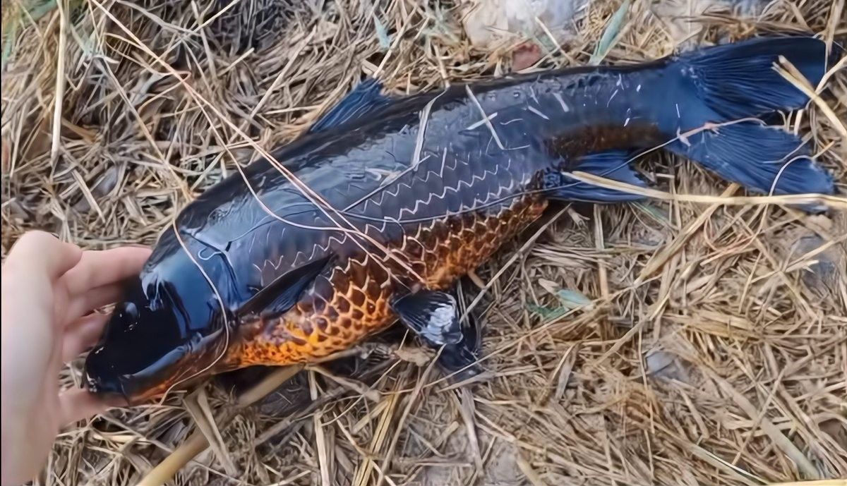 龍魚是錦鯉嗎