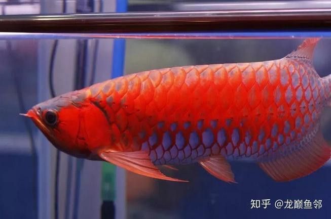 紅龍魚翹頭扇尾的好還是火燕尾好