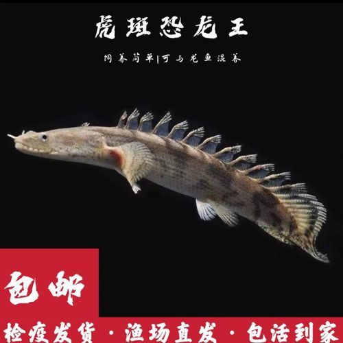 虎斑雷龍魚圖片
