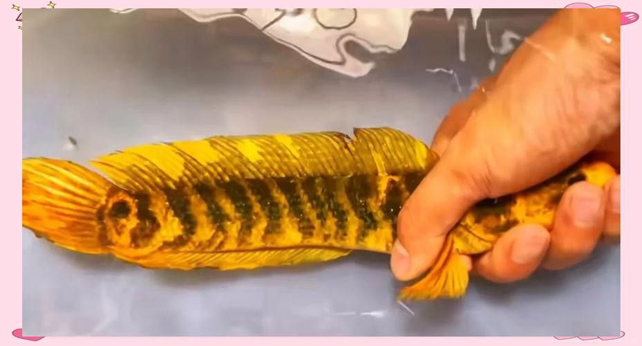 虎斑雷龍魚圖片