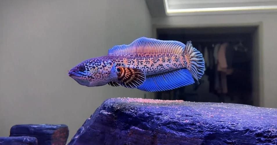 虎斑雷龍魚圖片