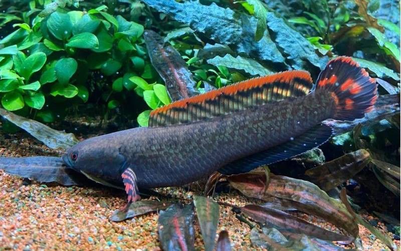 虎斑雷龍魚圖片