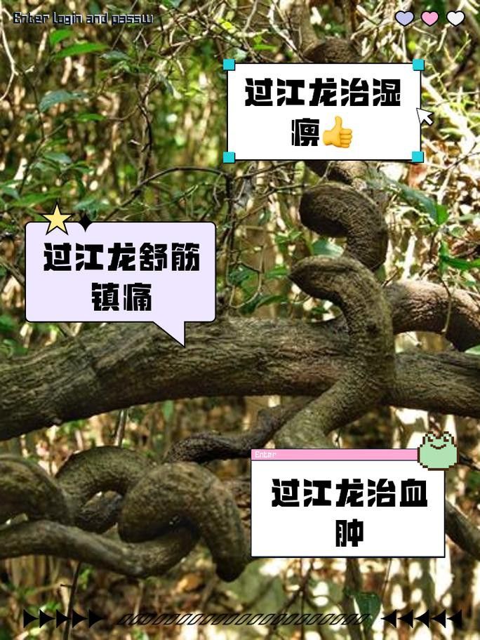 過江龍魚圖片高清大圖