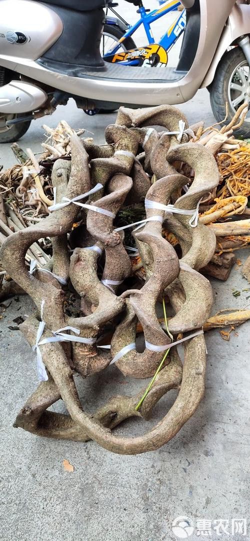 過江龍魚圖片高清大圖