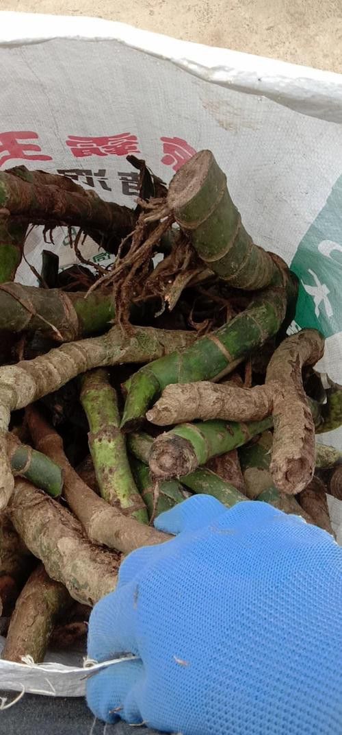 過江龍魚圖片高清大圖