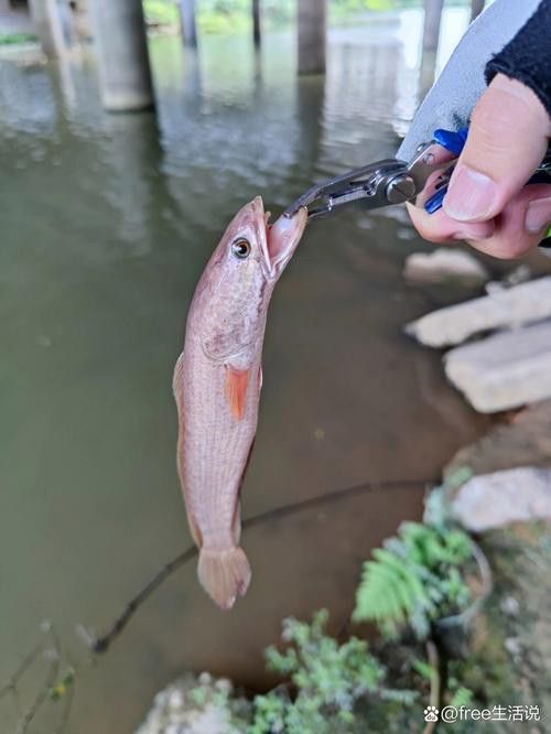 過江龍魚圖片高清大圖