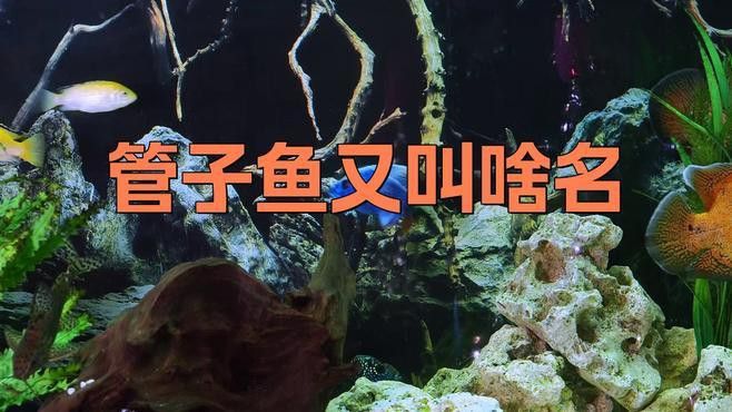 過江龍魚圖片高清大圖