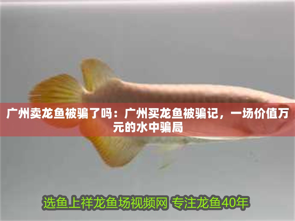 廣州賣龍魚被騙了嗎：廣州買龍魚被騙記，一場價值萬元的水中騙局