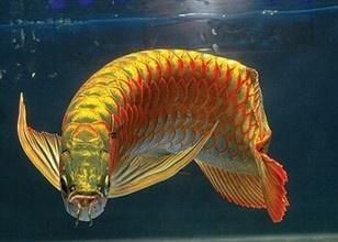 龍魚(yú)的含義（龍魚(yú)在風(fēng)水中具有深厚象征意義的象征意義的歷史演變）