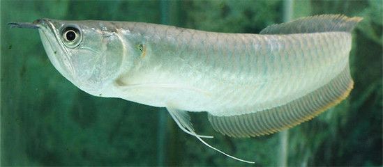 銀龍魚(yú)養(yǎng)2條吉利嗎（銀龍魚(yú)養(yǎng)幾條吉利）
