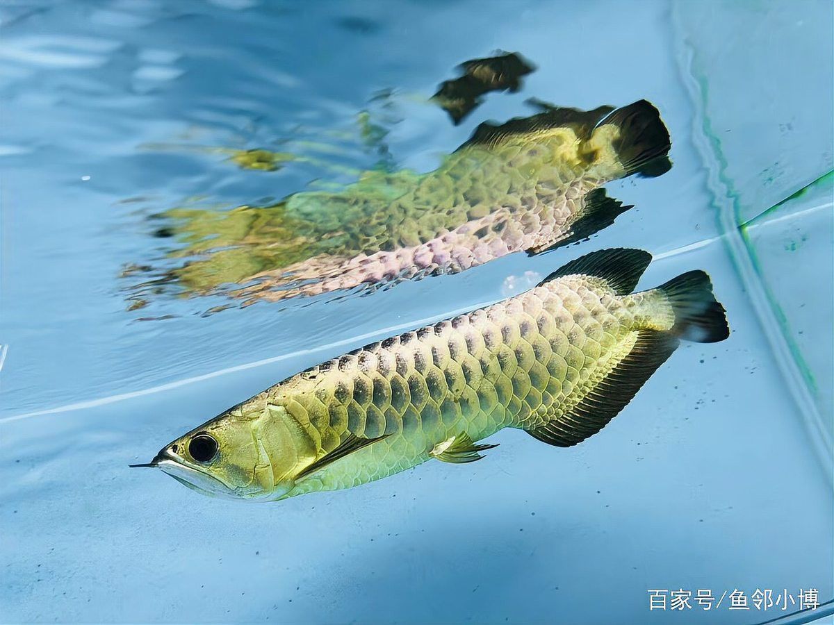 過背金龍珠鱗亮后如何保養？