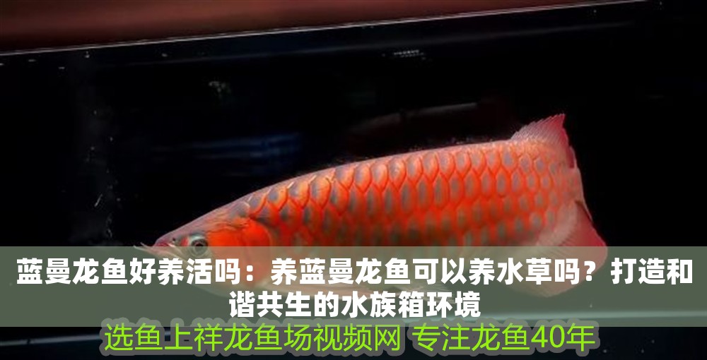 藍曼龍魚好養活嗎：養藍曼龍魚可以養水草嗎？打造和諧共生的水族箱環境