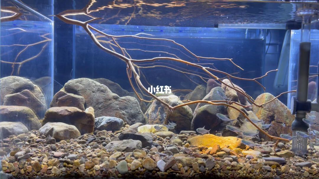 龍魚缸制作：龍魚缸造景創(chuàng)意分享