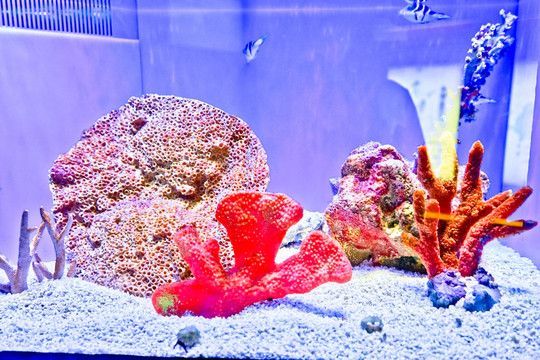 紅龍魚缸背景圖選擇什么好（養紅龍魚缸用什么背景好）
