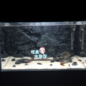 紅龍魚缸背景圖選擇什么好（養紅龍魚缸用什么背景好）