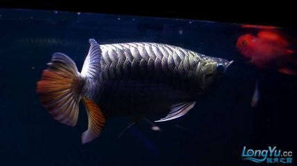 紫底金龍魚：關(guān)于紫底金龍魚的一些詳細(xì)信息