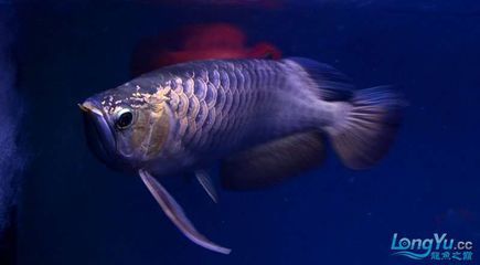 紫底金龍魚：關(guān)于紫底金龍魚的一些詳細(xì)信息