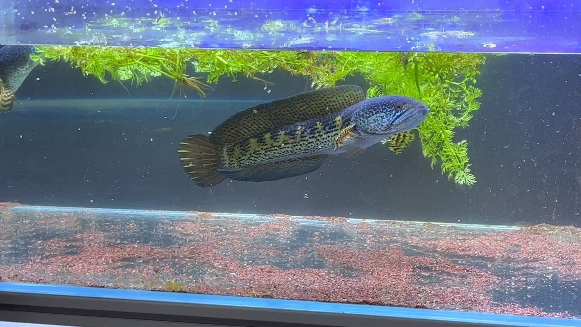 黃金眼鏡雷龍魚水溫30度飼養：黃金眼鏡蛇雷龍魚的飼養方法