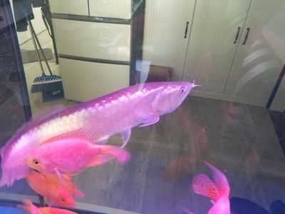 紅龍魚鰭發黑怎么治：紅龍魚鰭發黑怎么辦