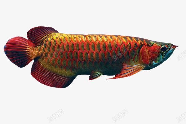 紅龍魚高清圖片素材的分辨率