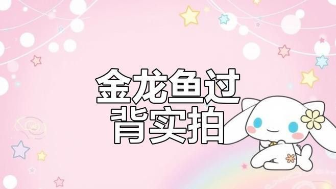 30公分過背金龍的價格是多少？