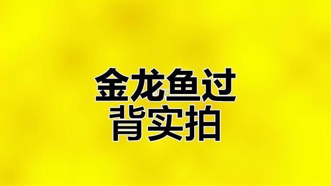 30公分過背金龍的價格是多少？