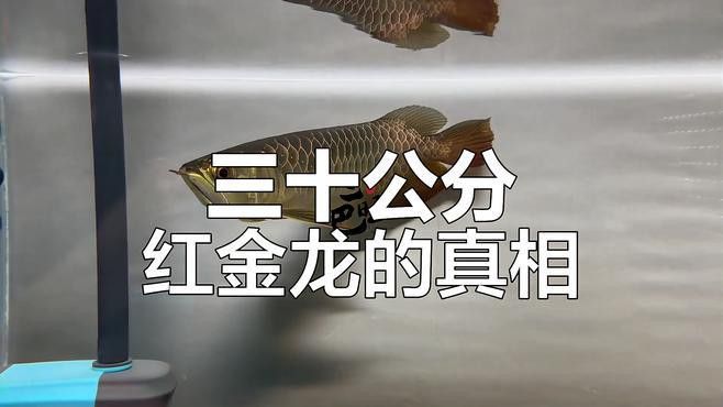 30公分過背金龍的價格是多少？