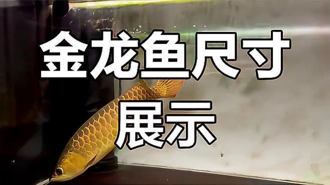 30公分過背金龍的價格是多少？