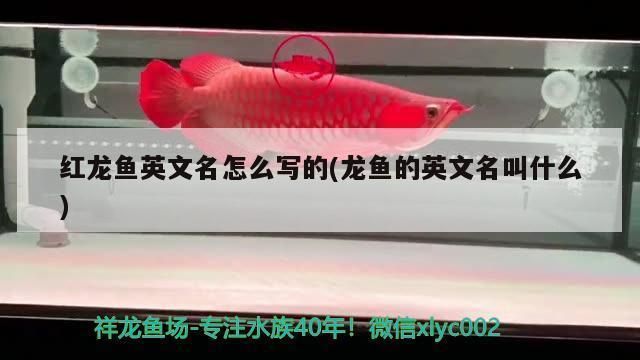 紅龍魚怎么寫句子（關于紅龍魚句子的方法：鱗片,頭部與眼睛,魚鰭,）