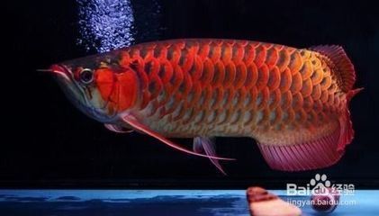金龍魚受到驚嚇不吃食怎么辦：金龍魚受到驚嚇不吃食怎么辦飼養者需要了解他們的心理變化