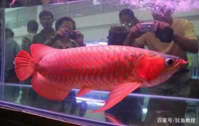 龍魚買賣違法嗎判幾年：龍魚買賣違法嗎？