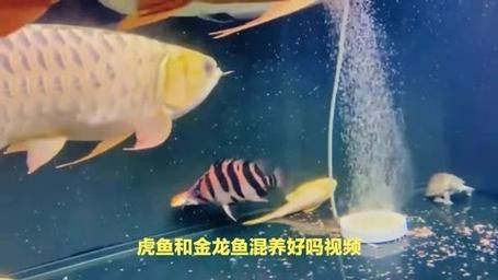 虎魚能和金龍魚一起養嗎圖片視頻教程