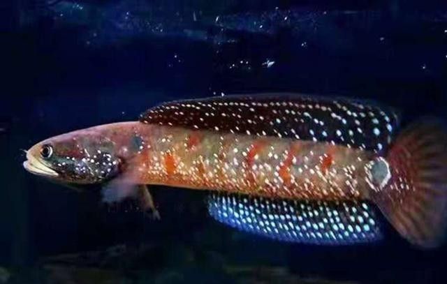 雷龍魚(yú)到家趴缸不吃東西