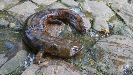 黃龍魚會自己產卵嗎【黃龍魚的繁殖方式黃龍魚的繁殖方式參考資料（30篇）】