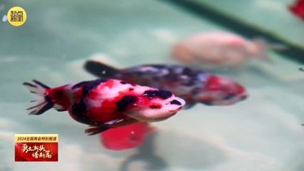 黃龍魚會自己產卵嗎【黃龍魚的繁殖方式黃龍魚的繁殖方式參考資料（30篇）】
