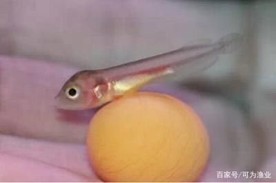 小龍魚的生育過程是怎樣的？：小龍魚的生育過程