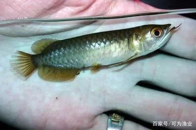 小龍魚的生育過程是怎樣的？：小龍魚的生育過程