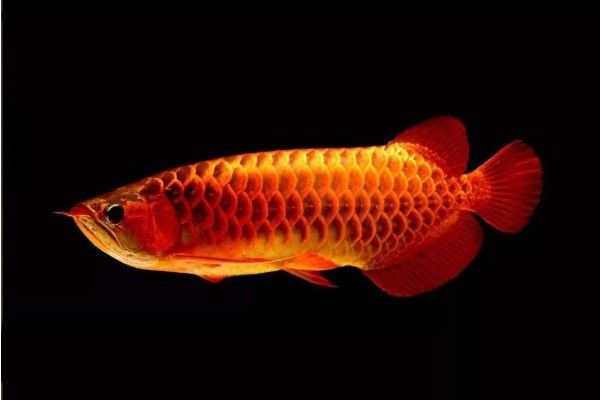 六角恐龍魚一直撞缸