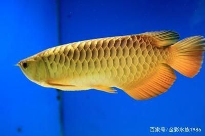 金龍魚綠底還是藍底好看些：金龍魚綠底和藍底哪一個更好看之前需要了解它們的飼養方法