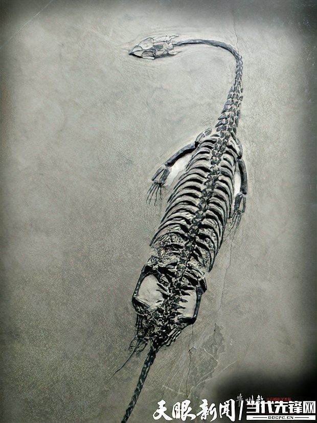 龍族有哪些獨特的繁育機制