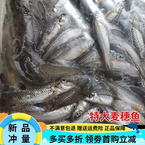 有哪些食物有助于金龍發(fā)色？