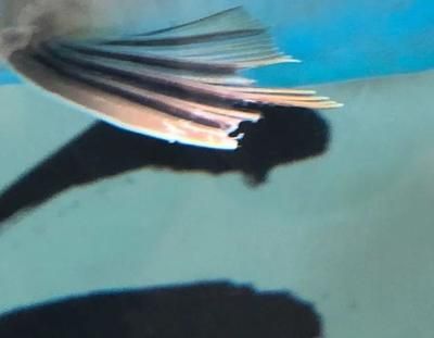 龍魚魚鰭長一層白膜怎么回事（龍魚魚鰭長一層白膜怎么回事龍魚魚鰭長一層白膜怎么辦）