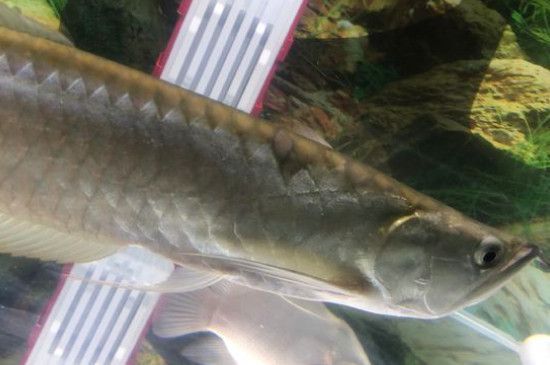 龍魚魚鰭長一層白膜怎么回事（龍魚魚鰭長一層白膜怎么回事龍魚魚鰭長一層白膜怎么辦）