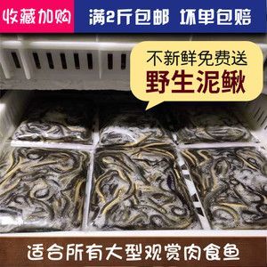 冷凍泥鰍喂龍魚會死嗎：喂食龍魚時，泥鰍冷凍后再喂食，可能對龍魚的健康產生影響