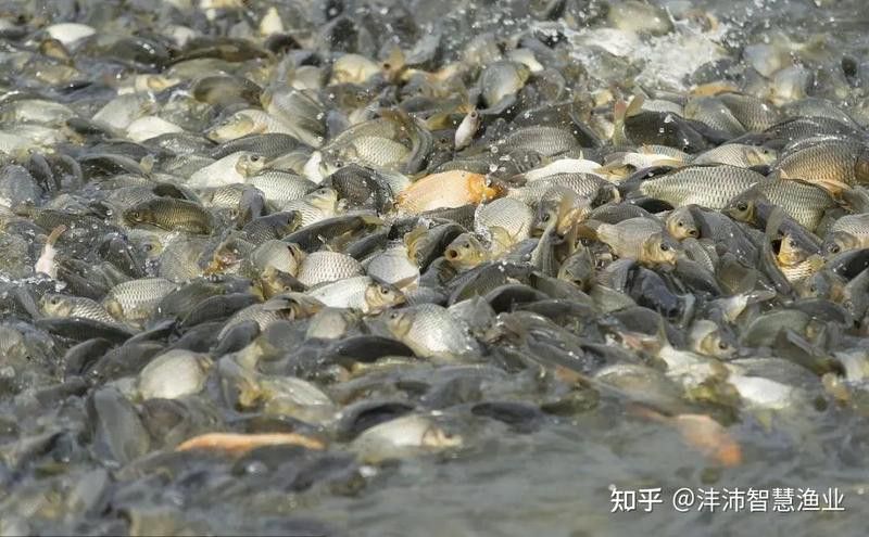 如何判斷金龍魚苗是否搶食？