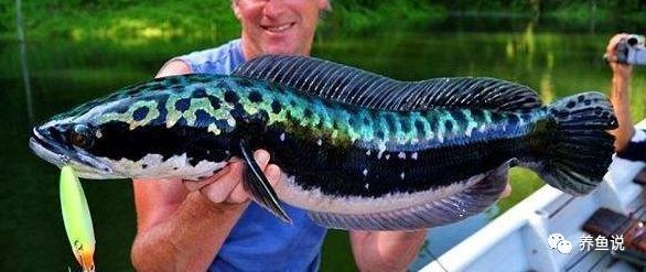 雷龍魚可以和曼龍混養(yǎng)嗎