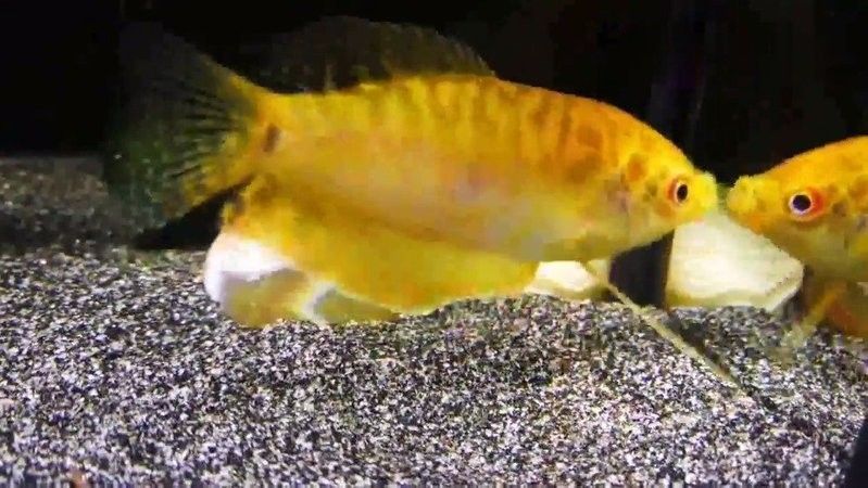 雷龍魚可以和曼龍混養(yǎng)嗎