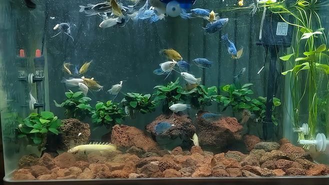雷龍魚可以和曼龍混養(yǎng)嗎